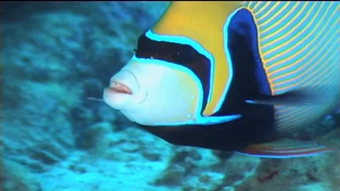 Head Of Emperor Angelfish, Close Up Stock Footage 292620442