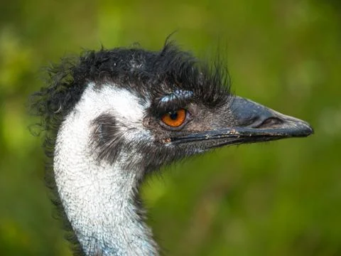 Head of emu bird Stock Photos