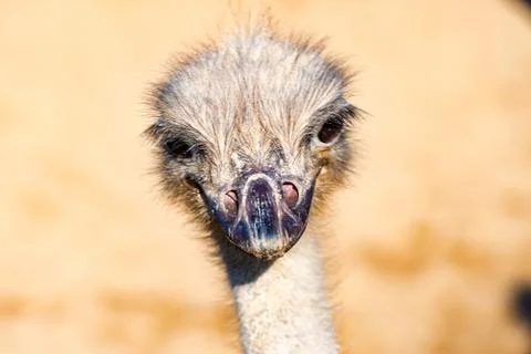 The head of a Emu Bird Stock Photos