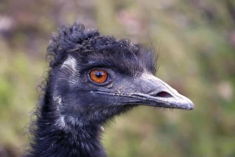 Head of the emu Stock Photos