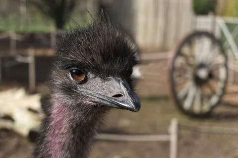 Head of an Emu. Taken at Wild Zoo in Halfpenny Green, UK Stock Photos