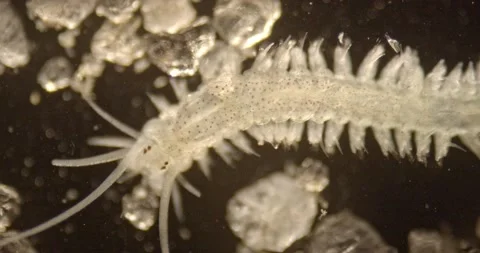 Head-end of a young marine nerid worm searching for food amoung sand grains. Stock Footage 149267226