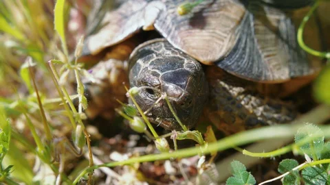 Head, face and eyes of turtle resting on grassy ground on sunny day, macro Stock Footage 129394301