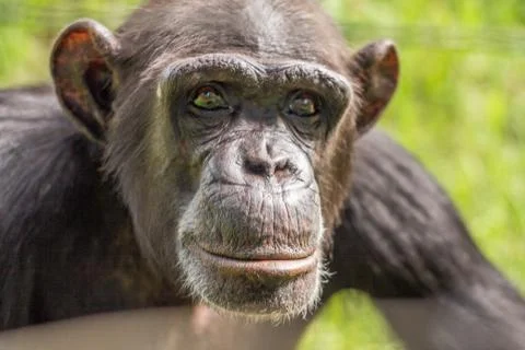 Head face monkey Stock Photos