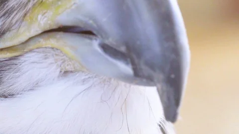 Head of A Falcon Close Up Stock Footage 121253108