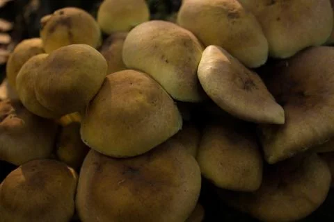 Head false honey agaric Stock Photos
