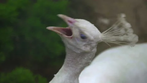 Head of a female peacock close-up. Stock Footage 155677312