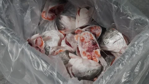 The head of the fish falls to the taro 库存影片 253543419