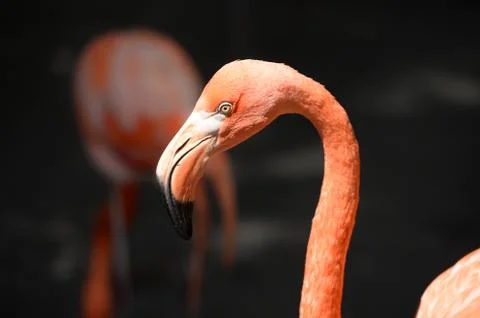 Head of Flamingo Stock Photos