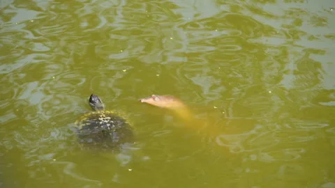 Head of a Florida Softshell Turtle Poking up Above the Surface of Georgia Pond 스톡 동영상 244023890