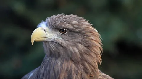 Head with floss on beak of white-tailed sea eagle or erne, Haliaeetus albicilla, Stock Footage 46572960