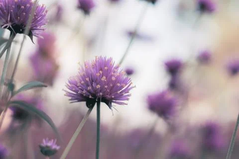 Head flower in the winter. Stock Photos