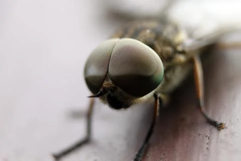 Head of fly 스톡 사진