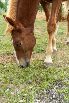 The head of a foal that eats grass by the side of the road Foto stock