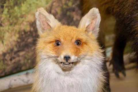 The head of a forest fox with two canines Stock Photos