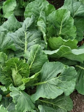 Head formation process of young cabbage, biological phases of plant development Stock Photos