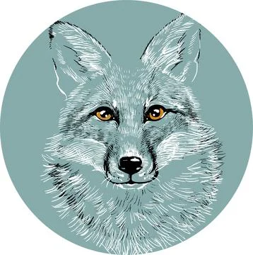 The head of a fox wolf in a circle. Illustration a hand-drawn drawing, like an Stock Illustration