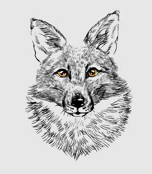 The head of a fox wolf. Illustration a hand-drawn drawing, like an emblem or Stock Illustration