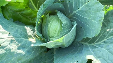 A head of fresh cabbage Stock-Footage 247222023