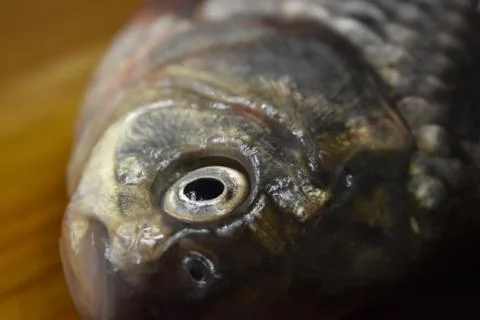 Head fresh river carp close up with fish eye in focus Stock Photos