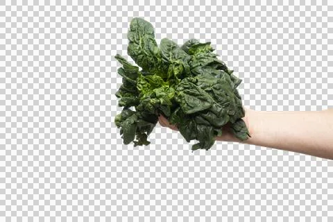 A head of fresh spinach Stock Photos