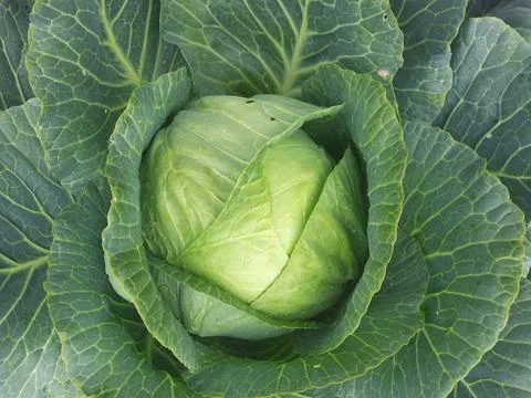 The head of the fresh white cabbage Stock Photos