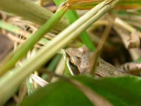 Head of Frog Stock Photos