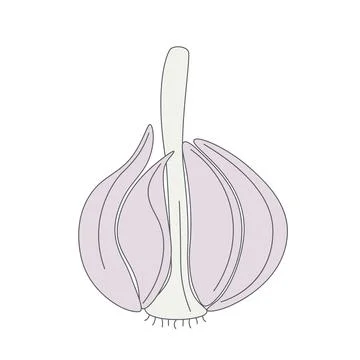 Head garlic isolated vector illustration Stock Illustration
