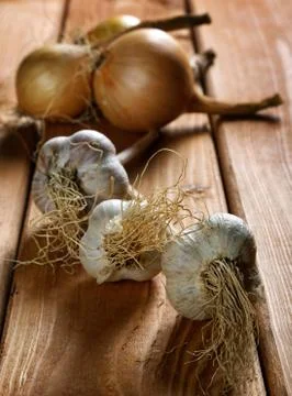 Head of garlic on the table rustic Stock Photos