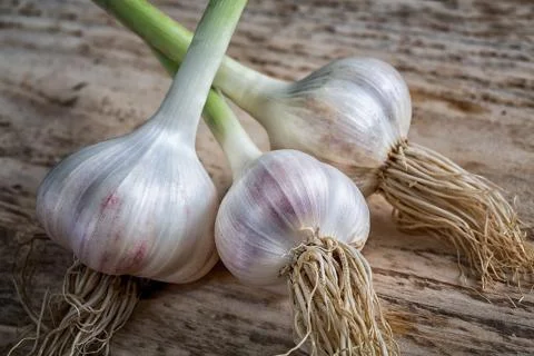 Head of garlic on the table rustic still-life Stock Photos