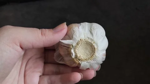 A head of garlic in a womans hand with a bath plan. The benefits of garlic Stock Footage 325696106