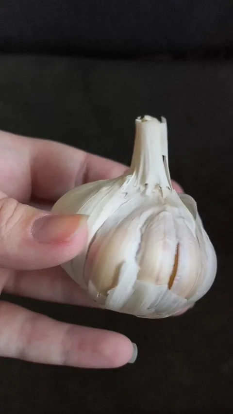 A head of garlic in a womans hand with a bath plan. The benefits of garlic Stock Footage 325696136