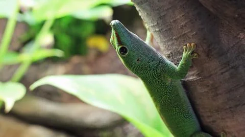 The head of a Gecko, looking upwards Stock Photos