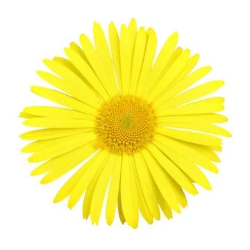 Head of gerber daisy Stock Photos