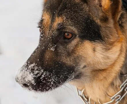 Head of German shepherd stands in the snow Stock Photos