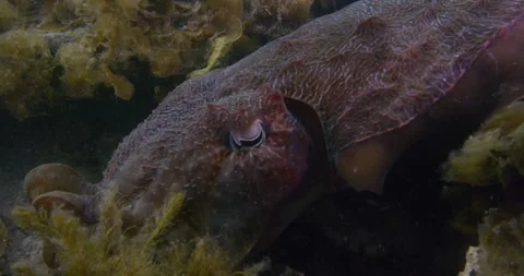 Head Of Giant Cuttlefish, Close Up Stock Footage 317058965