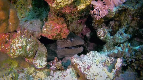 The head of a Giant moray peeks out of a hole in a niche on a coral reef. Stock Footage 283028322