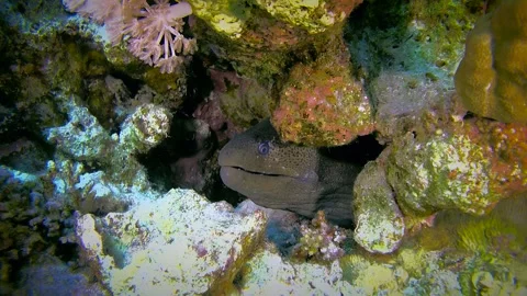 The head of a Giant moray peeks out of a hole in a coral reef. Stock Footage 284354940