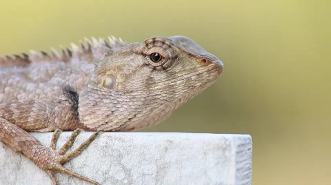 Head of Gila perched Stock Footage 55010876
