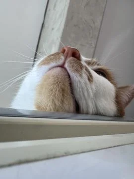 Head of a ginger cat. Lying on a refrigerator. Photo from below. Stock Photos