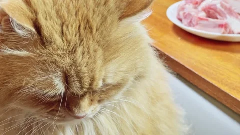 Head ginger cat which sitting next table with different food Stock Footage 335396391