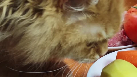 Head ginger cat which sniffs different food on a table Stock Footage 335396462
