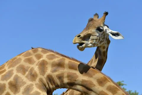 Head of giraffe on blue sky background Stock Photos