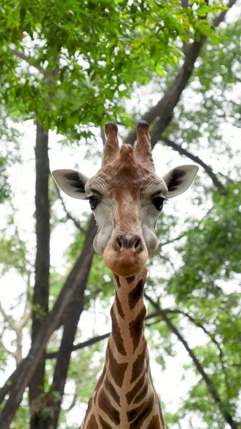 Head of a giraffe chewing food. Stockbeeldmateriaal 335093542
