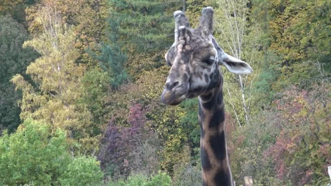 Head of a giraffe close-up against the autumn trees (giraffa camelopardalis) Stock Footage 259871252