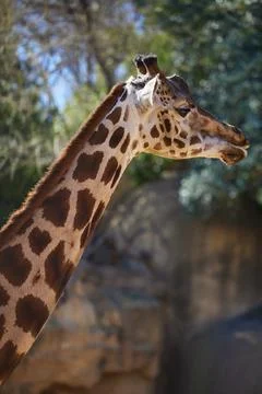 Head of a giraffe close-up against the rocks and trees Stock Photos