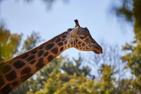 Head of a giraffe close-up against the sky and trees Stock Photos