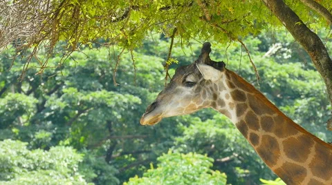 Head of Giraffe, close up Stock Footage 53814372