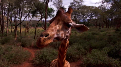 The head of a giraffe, close-up. Wild animals in natural habitat. Africa, safari Video stock 56561332