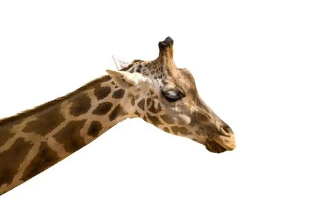 The head of a giraffe on a green grass Stock Photos
